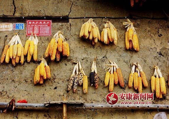 8、共產(chǎn)黨員戶的農(nóng)民掛滿了玉米棒子，看上去還是很有意思。.jpg