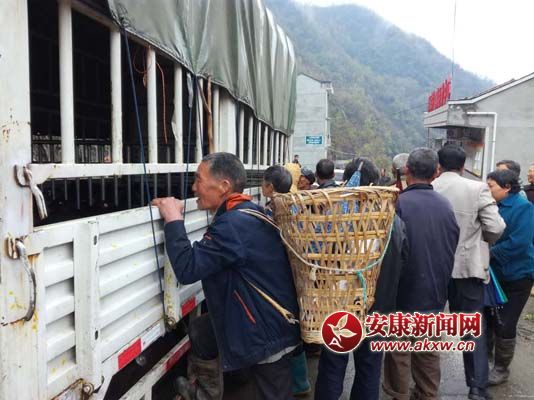 黑豬仔終于到了，先瞧瞧.jpg