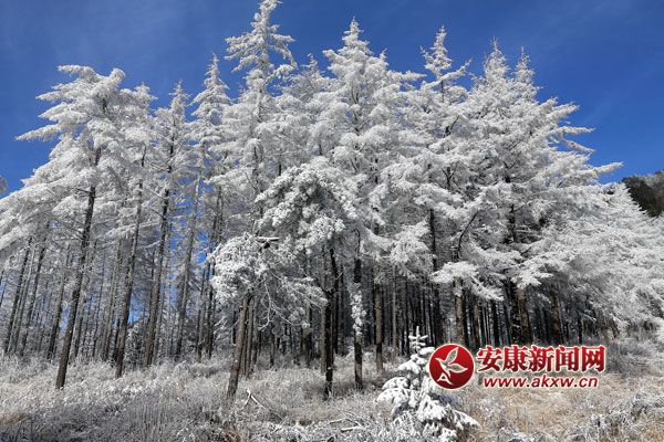 2、平河梁自然保護(hù)區(qū)霧松奇觀.jpg