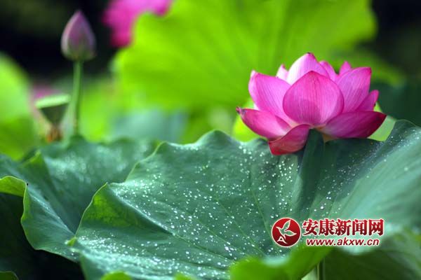 荷花與露珠相伴.jpg