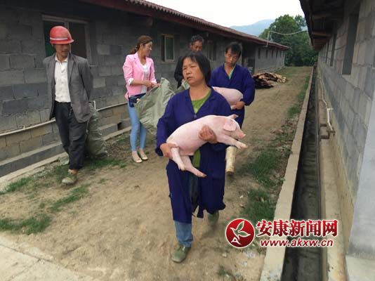 扶貧基地送豬仔 (2).jpg