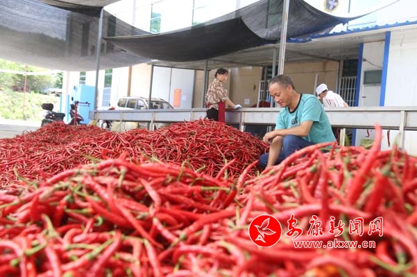 篩選辣椒.jpg