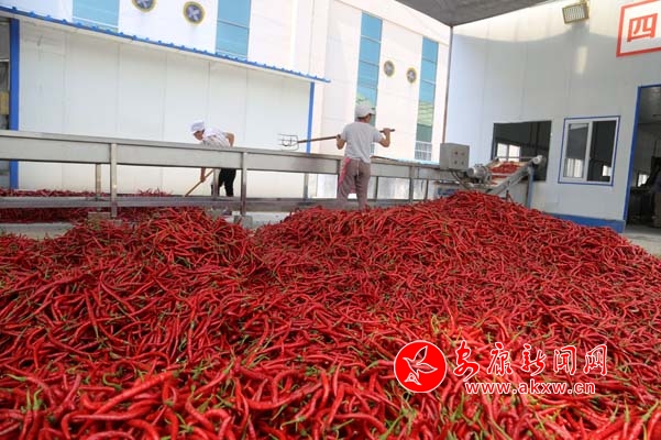 等待加工的辣椒.jpg