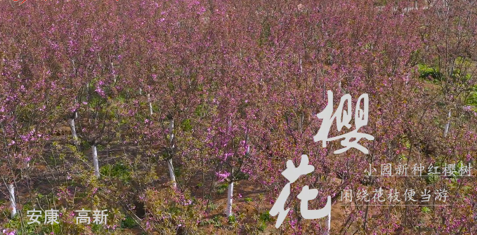 大美安康賞花季