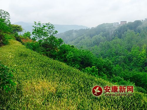 山鄉(xiāng)五月麥子熟