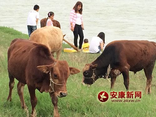 牛兒壯