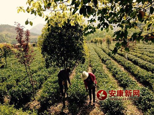 采茶人