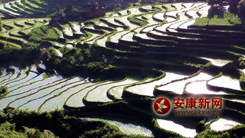 夙堰梯田