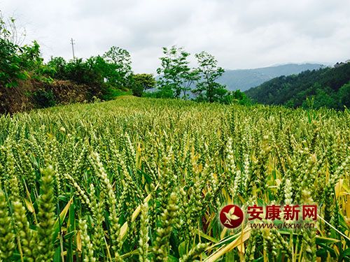 希望的山鄉(xiāng)